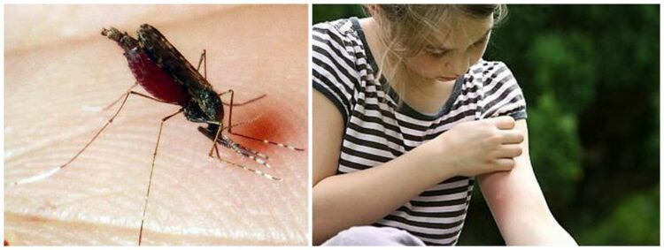 Bolne kvržice nakon uboda komarca mogu biti simptom srčane gliste
