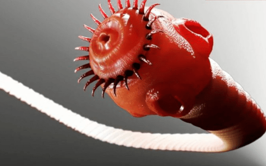 crv parazit iz ljudskog tijela