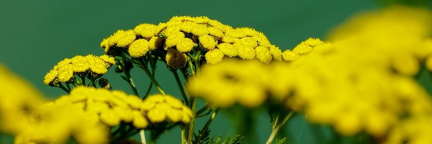 tansy protiv crva