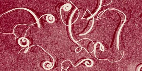 fotografija ljudskih parazita